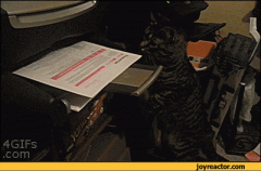 Cat VS printer